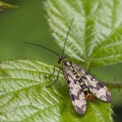on a leaf